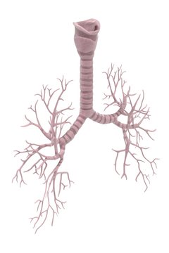 3d renderings of human bronchi