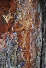 Resin flowing from the damaged wood.