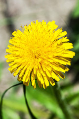 Yellow dandelion, macro shot.