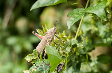 Grasshopper in a Closeup