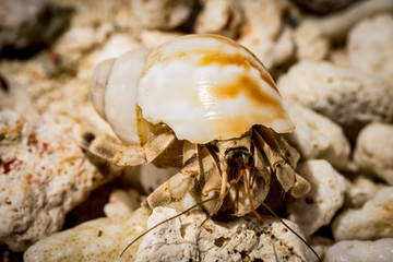 Crap on beach Moorea French Polynesia
