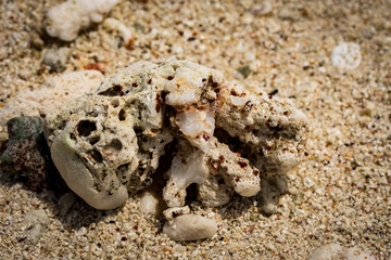 Coral on beach Moorea French Polynesia