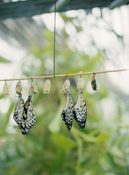 Butterflies emerging from cocoons
