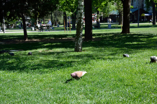 Pigeons on green lawn in city park, in spring time