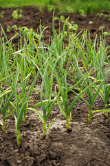 Green onions in the garden.