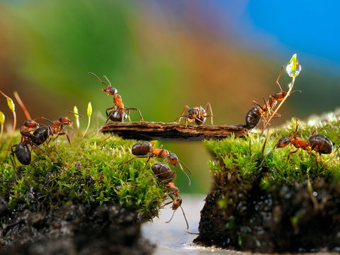 Many ants. Fairy picture for children. Moss, creek, bridge