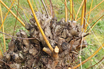 Korbweide, Rückschnitt im Frühling, Salix viminalis