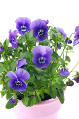 Pansies in a pot on a white background