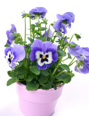 Pansies in a pot on a white background