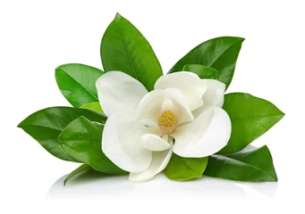 Fotobehang Witte magnolia © mates