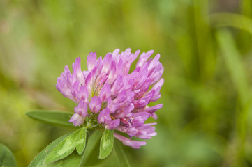 Wallpaper Central violet Flowers