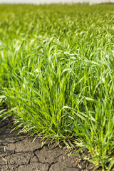 young shoots spring crop