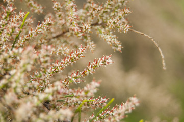 Wallpaper of small flowers on blur background