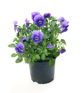 Pansies in a pot on a white background