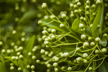 White Buds on Green blur backgrounds