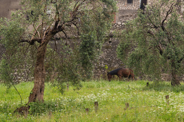 Uliveto lungo il percorso museale delle  mura rinascimentali di Sermoneta  con cavallo che pascola libero