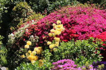 Obraz premium Beautiful colorful azalea bushes in the garden