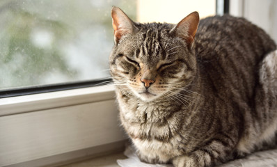 Grey tabby cat sitting at the window with defocused background.
