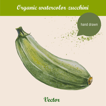 Watercolor zucchini. Hand drawn illustration on white background. Vector organic food.