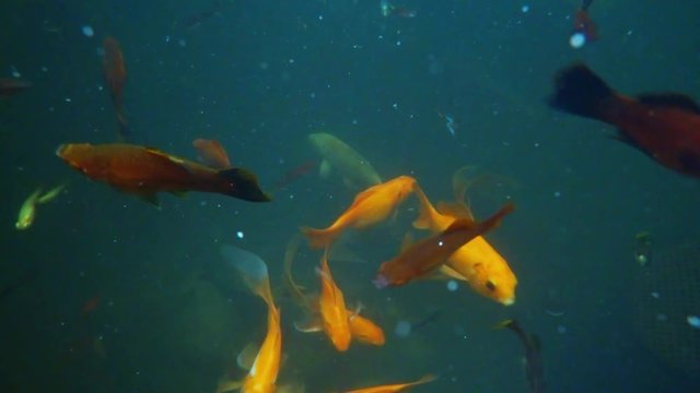Many Small Colorful Fish Swirls in Clear Water Underwater Shooting