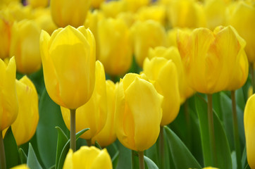 Obraz premium Beautiful of tulips