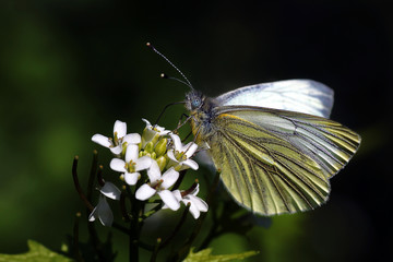 Weißling auf Knoblauchrauke