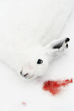 Dead white hare on snow, close-up