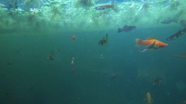 a Plurality of Color Orange Fishes Floats in Seaweed Near Water Surface Underwater Shooting