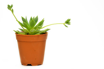 Succulent isolate on white background