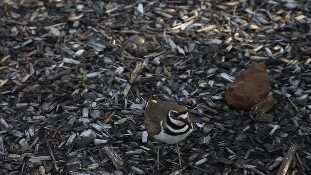 Mother Killdeer protecting nest.  Eggs are camouflaged in the background.