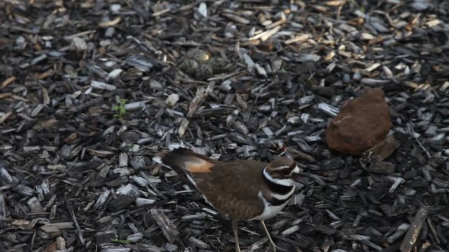 Killdeer mother with eggs.  The mother bird is agitated and trying to protect her eggs.