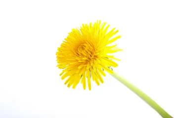 Photo sur Plexiglas Dent de lion Fleur de pissenlit jaune sur blanc. Taraxacum Officinale