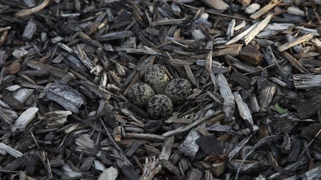 Killdeer eggs
