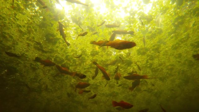 Lots of Different Fishes Swarming in Muddy Water Under a Carpet of Seaweed in Sunlight Underwater Shooting