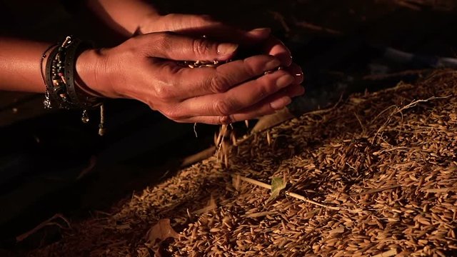  slow motion video of unprocessed rice being poured from a woman's hands. hd stock footage clip.
