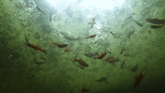 Lots of Different Fishes Swarming in Muddy Water in Sunlight Underwater Shooting