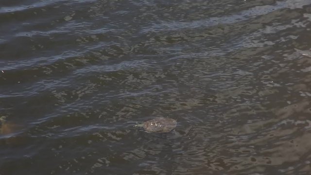 Large female Softshell Turtles