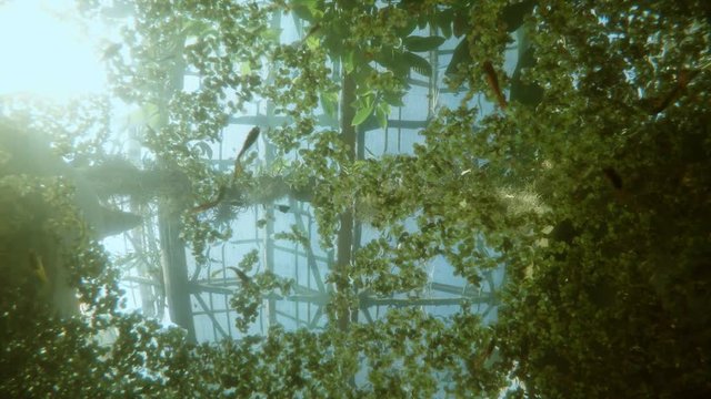 Lot of Fish Swims Under a Carpet of Green Algae on Background of Glass Roof of a Greenhouse Underwater Shooting