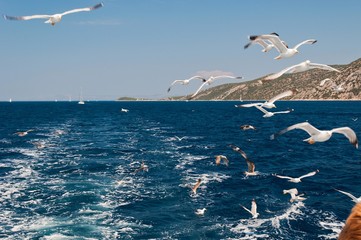 Fototapeta na wymiar Flock of seagulls flying over sea behind the ship