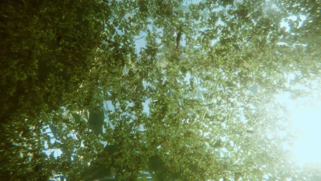 Lot of Fish Swims in Bright Sunshine Under a Continuous Carpet of Algae on Water Surface Underwater Shooting