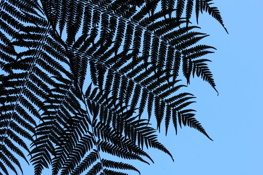 Detail of a fern tree in New Zealand