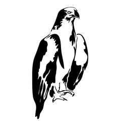 Realistic outline hawk vector illustration. Can be use for logo