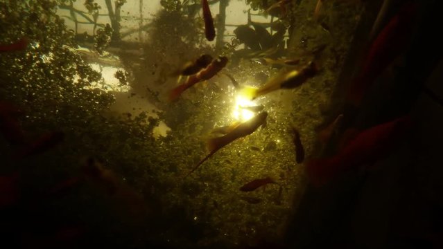 a Whole Swarm of Fishes Swirling Under a Green Carpet of Seaweed