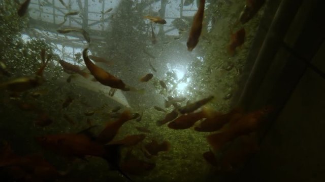 a Whole Swarm of Fishes Swirling Below Green Carpet of Seaweed