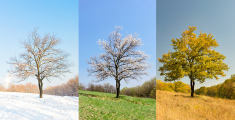 Lonely apricot tree in different seasons