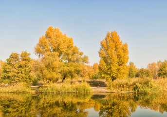 Fototapeta premium Golden autumn forest near a river
