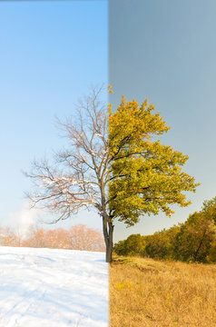 Lonely Apricot Tree In Different Seasons