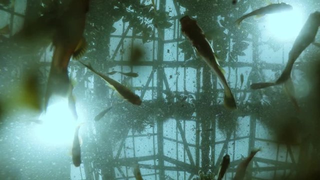 Whole Bunch of Fish Floats in Water Under Glass Roof of a Greenhouse Underwater Shooting