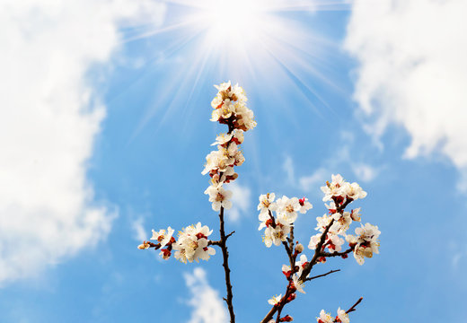 Flowering branch of apricot