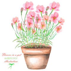 An illustration with the pink flowers in a pot, isolated hand drawn in a watercolor on a white background